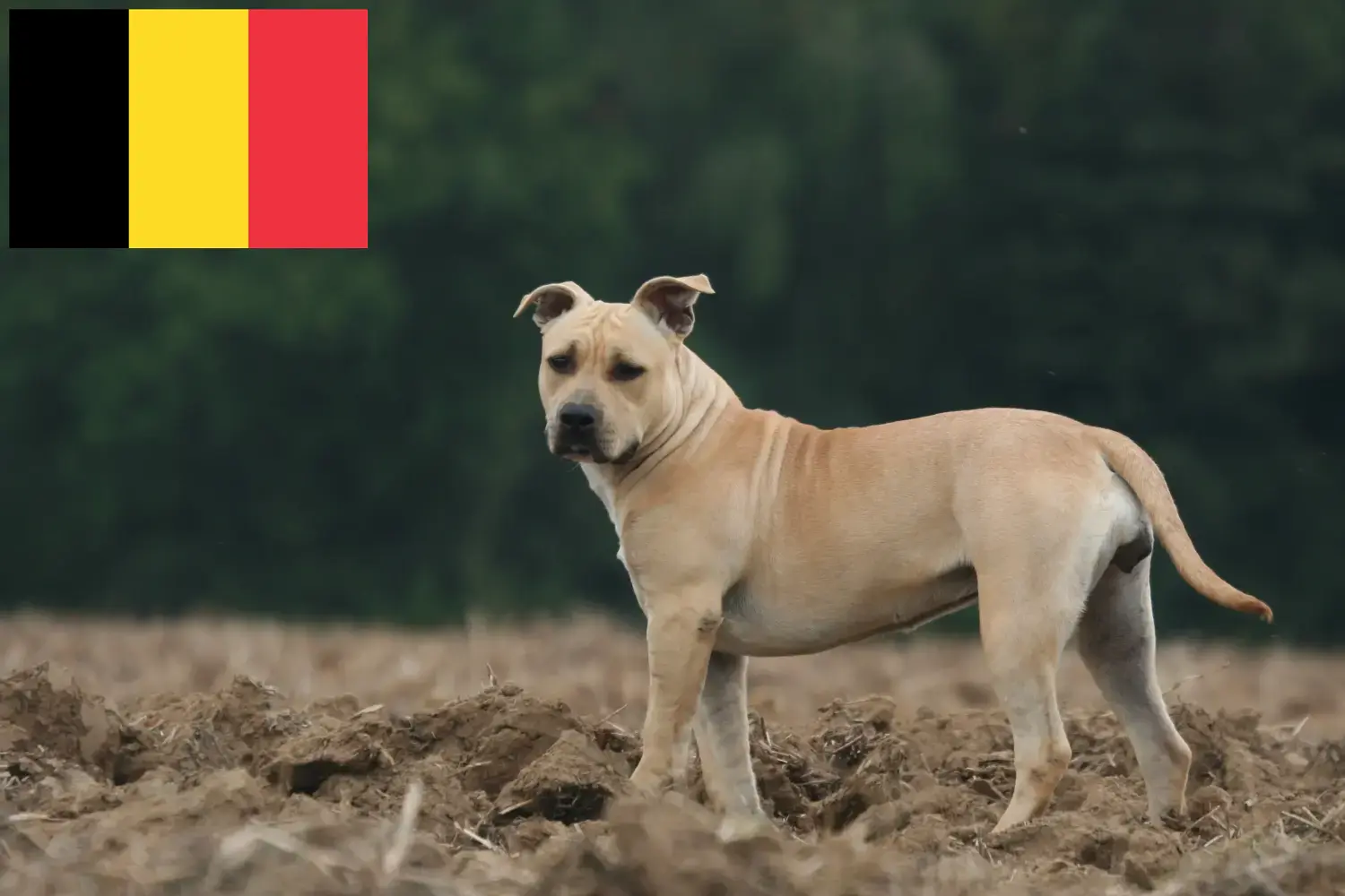 Scopri di più sull'articolo Allevatori di American Staffordshire Terrier e cuccioli in Belgio