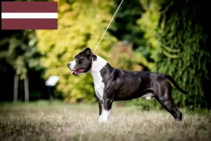 Scopri di più sull'articolo Allevatori di American Staffordshire Terrier e cuccioli in Lettonia