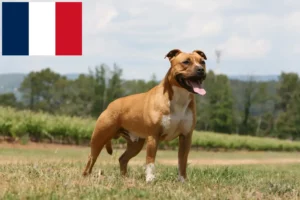 Scopri di più sull'articolo Allevatori di American Staffordshire Terrier e cuccioli a Réunion