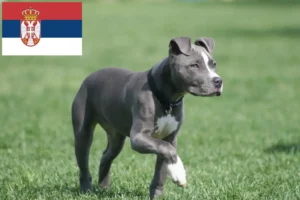 Scopri di più sull'articolo Allevatori di American Staffordshire Terrier e cuccioli in Serbia