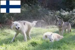 Scopri di più sull'articolo Allevatori di American Wolfhound e cuccioli in Finlandia
