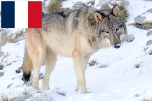 Scopri di più sull'articolo Allevatori e cuccioli di American Wolfhound in Francia