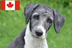 Scopri di più sull'articolo Allevatori di Aussiedoodle e cuccioli in Canada