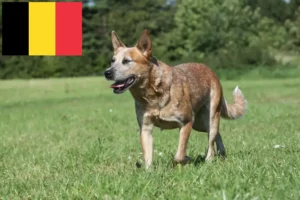 Scopri di più sull'articolo Allevatori e cuccioli di Australian Cattle Dog in Belgio