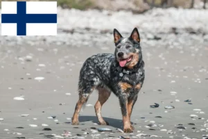 Scopri di più sull'articolo Allevatori di Australian Cattle Dog e cuccioli in Finlandia