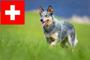 Scopri di più sull'articolo Allevatori di Australian Cattle Dog e cuccioli in Svizzera