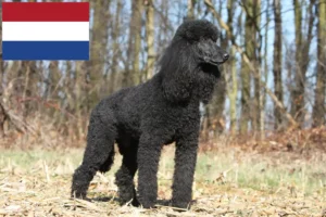 Scopri di più sull'articolo Allevatori di Barboncini e cuccioli nei Paesi Bassi