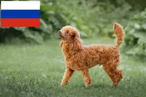 Scopri di più sull'articolo Allevatori di barboncini e cuccioli in Russia