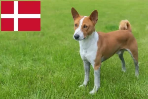 Scopri di più sull'articolo Allevatori di Basenji e cuccioli in Danimarca
