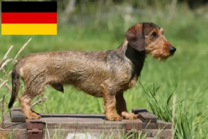 Scopri di più sull'articolo Allevatori di bassotti e cuccioli in Germania