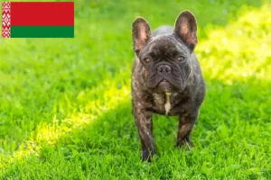 Scopri di più sull'articolo Allevatori di Bulldog Francese e cuccioli in Bielorussia