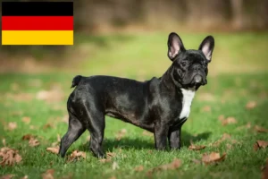 Scopri di più sull'articolo Allevatori di Bulldog francesi e cuccioli in Germania