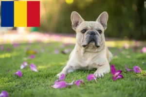 Scopri di più sull'articolo Allevatori di Bulldog Francese e cuccioli in Romania
