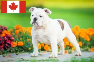 Scopri di più sull'articolo Allevatori di Bulldog Inglese e cuccioli in Canada