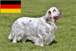 Scopri di più sull'articolo Allevatori di Clumber Spaniel e cuccioli in Germania