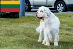 Scopri di più sull'articolo Allevatori di Clumber Spaniel e cuccioli in Lituania