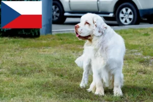 Scopri di più sull'articolo Allevatori di Clumber Spaniel e cuccioli nella Repubblica Ceca