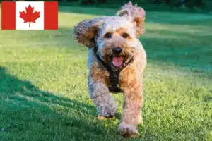 Scopri di più sull'articolo Allevatori di Cockapoo e cuccioli in Canada