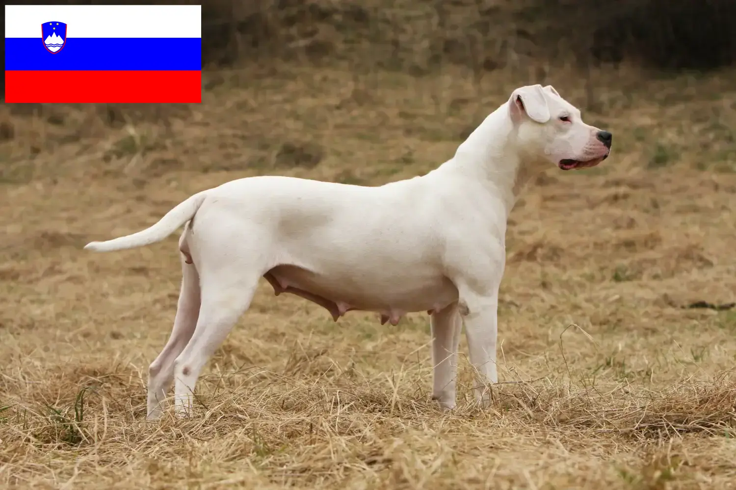 Scopri di più sull'articolo Allevatori di Dogo Argentino e cuccioli in Slovenia