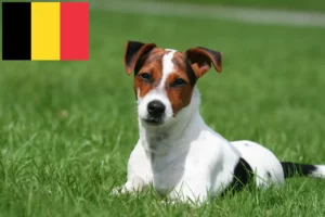 Scopri di più sull'articolo Allevatori di Jack Russell e cuccioli in Belgio
