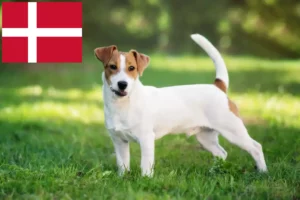 Scopri di più sull'articolo Allevatori di Jack Russell e cuccioli in Danimarca