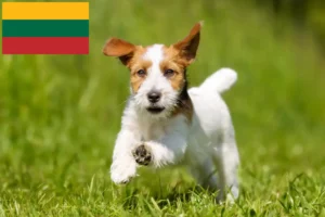 Scopri di più sull'articolo Allevatori di Jack Russell e cuccioli in Lituania