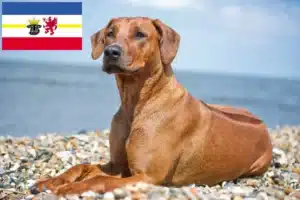 Scopri di più sull'articolo Allevatori di Rhodesian Ridgeback e cuccioli in Mecklenburg-Vorpommern