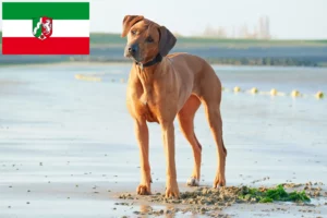 Scopri di più sull'articolo Allevatori e cuccioli di Rhodesian Ridgeback in Nord Reno-Westfalia