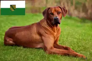 Scopri di più sull'articolo Allevatori di Rhodesian Ridgeback e cuccioli in Sassonia