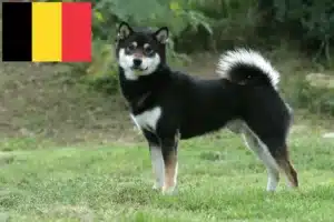 Scopri di più sull'articolo Allevatori di Shiba e cuccioli in Belgio