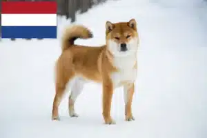 Scopri di più sull'articolo Allevatori di Shiba e cuccioli nei Paesi Bassi