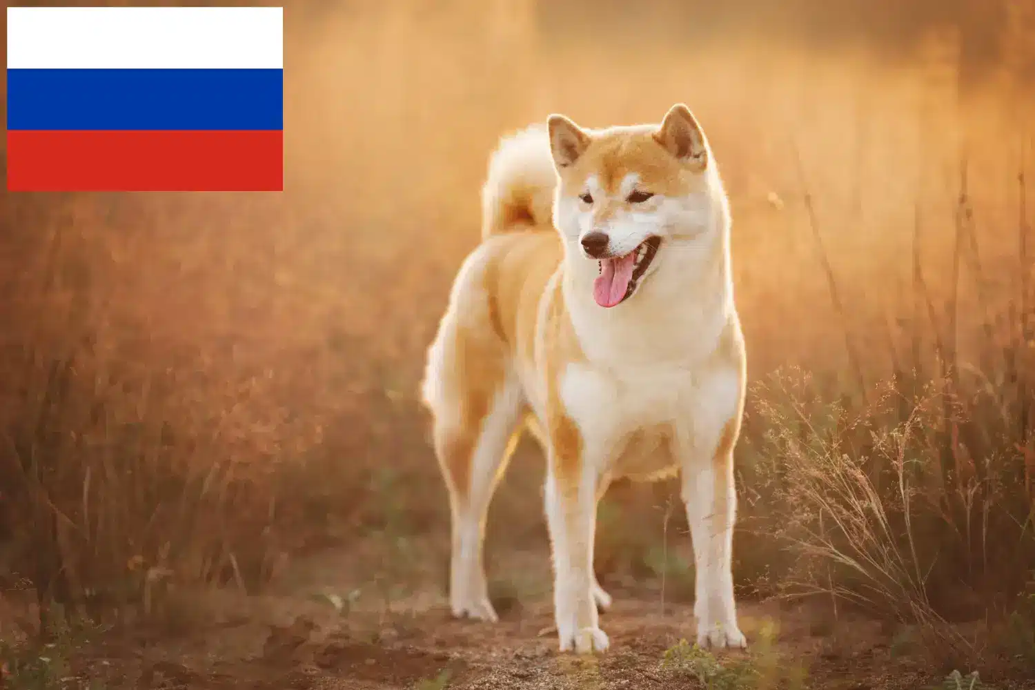 Scopri di più sull'articolo Allevatori di Shiba e cuccioli in Russia