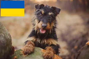 Scopri di più sull'articolo Allevatori e cuccioli di German Hunting Terrier in Ucraina