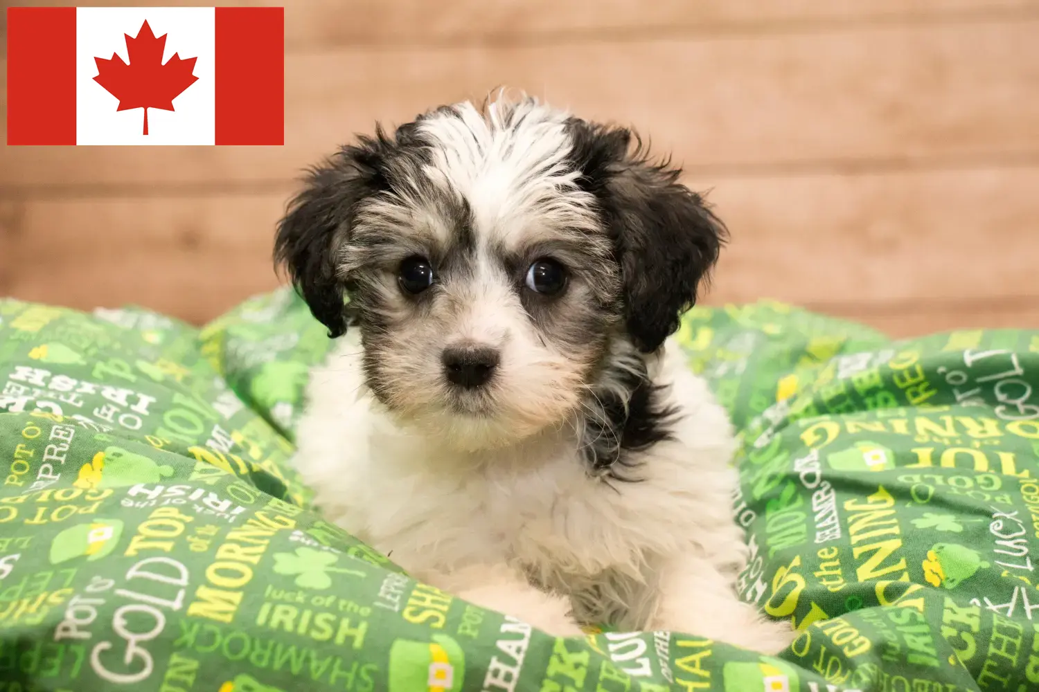 Scopri di più sull'articolo Allevatori di Yorkipoo e cuccioli in Canada