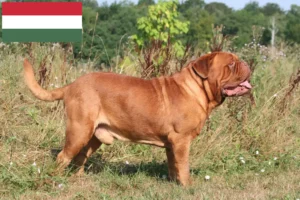 Scopri di più sull'articolo Allevatori di Dogue de Bordeaux e cuccioli in Ungheria