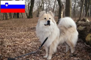 Scopri di più sull'articolo Allevatori di Eurasier e cuccioli in Slovenia