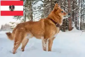 Scopri di più sull'articolo Allevatori di Finnenspitz e cuccioli in Austria