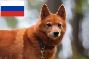 Scopri di più sull'articolo Allevatori e cuccioli di Finnspitz in Russia