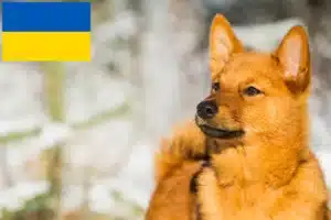 Scopri di più sull'articolo Allevatori e cuccioli di Finnspitz in Ucraina