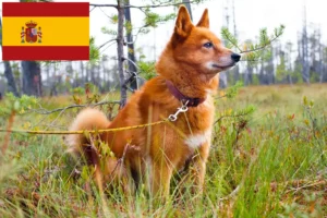 Scopri di più sull'articolo Allevatori di Finnspitz e cuccioli in Spagna