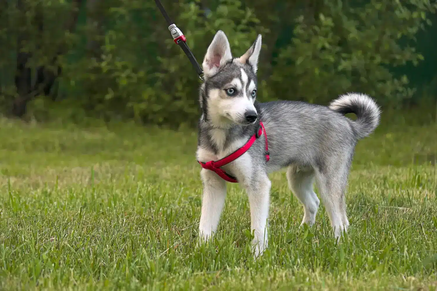 Scopri di più sull'articolo Allevatore di Alaskan Clover Kai