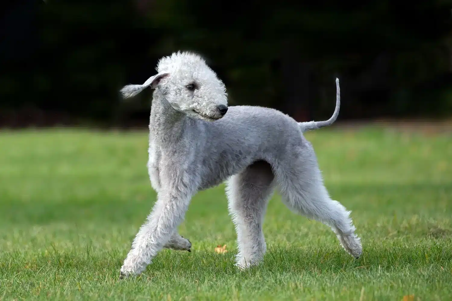 Scopri di più sull'articolo Allevatore di Bedlington Terrier