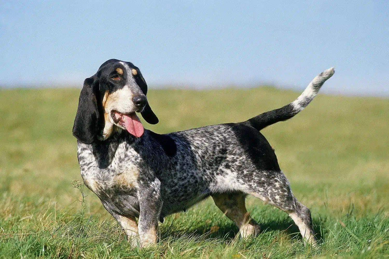 Scopri di più sull'articolo Allevatore di Basset bleu de Gascogne