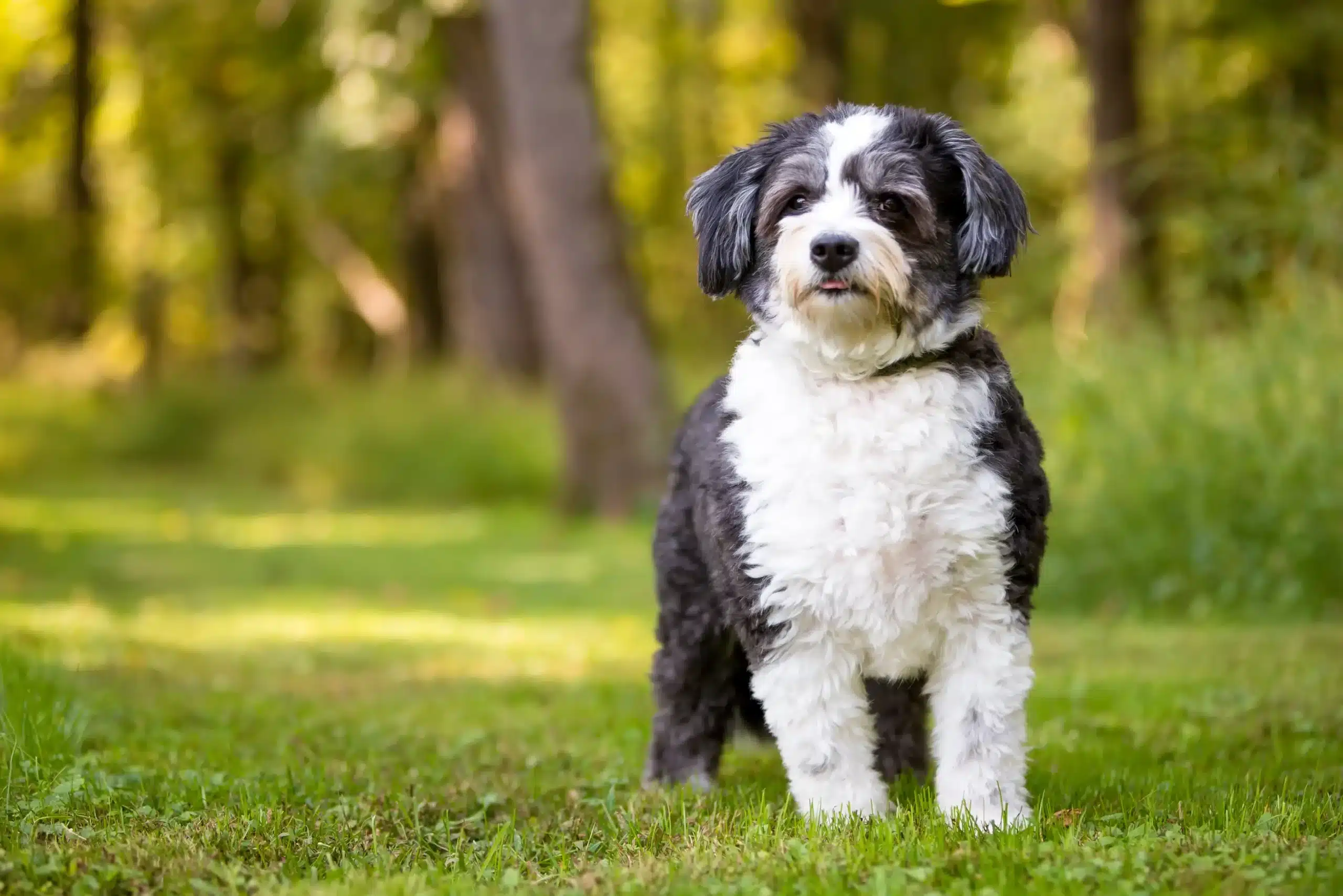 Scopri di più sull'articolo Allevatore di Shih-Poo