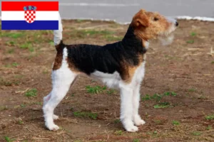 Scopri di più sull'articolo Allevatori di Fox Terrier e cuccioli in Croazia