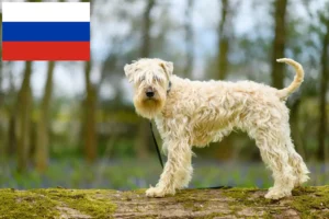 Scopri di più sull'articolo Allevatori e cuccioli di Irish Soft Coated Wheaten Terrier in Russia