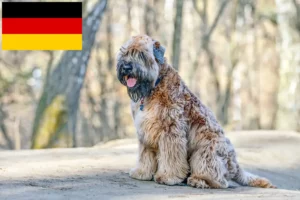 Scopri di più sull'articolo Allevatori e cuccioli di Irish Soft Coated Wheaten Terrier in Germania