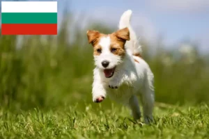 Scopri di più sull'articolo Allevatori di Jack Russell e cuccioli in Bulgaria