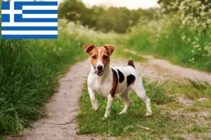 Scopri di più sull'articolo Allevatori e cuccioli di Jack Russell in Grecia