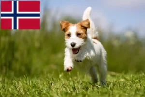 Scopri di più sull'articolo Allevatori di Jack Russell e cuccioli in Norvegia